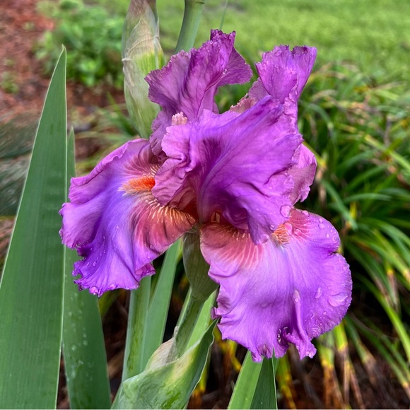 Meet your Posher, Sandra - Picture 1 of 2